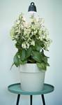 leaf light care 36cm living noir